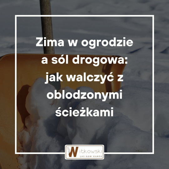 Read more about the article Jak działa sól drogowa w ogrodzie i dlaczego NIE działa