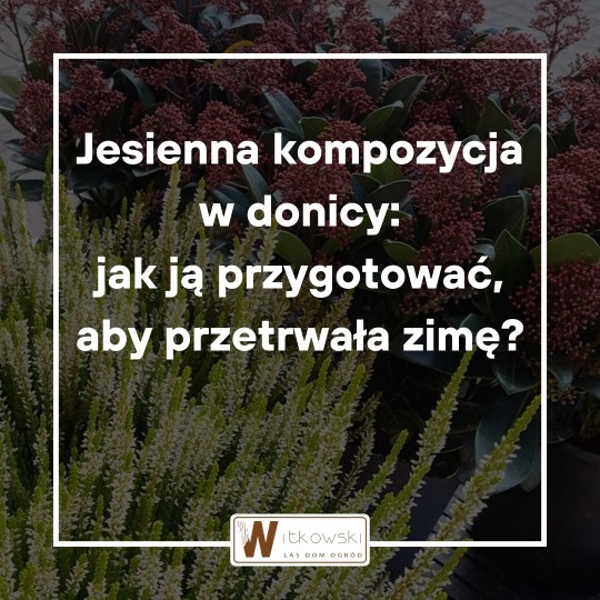 Read more about the article Jesienna kompozycja w donicy – jak ją przygotować, aby przetrwała zimę?