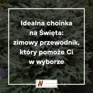 Read more about the article Idealna choinka na Święta – jak ją wybrać?