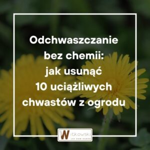 Read more about the article Odchwaszczanie bez chemii – jak usunąć 10 najbardziej uciążliwych chwastów z ogrodu