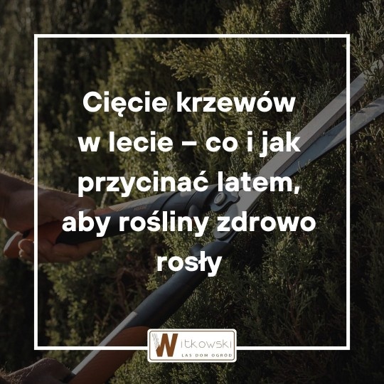 Letnie cięcie krzewów – czy latem można przycinać krzewy?