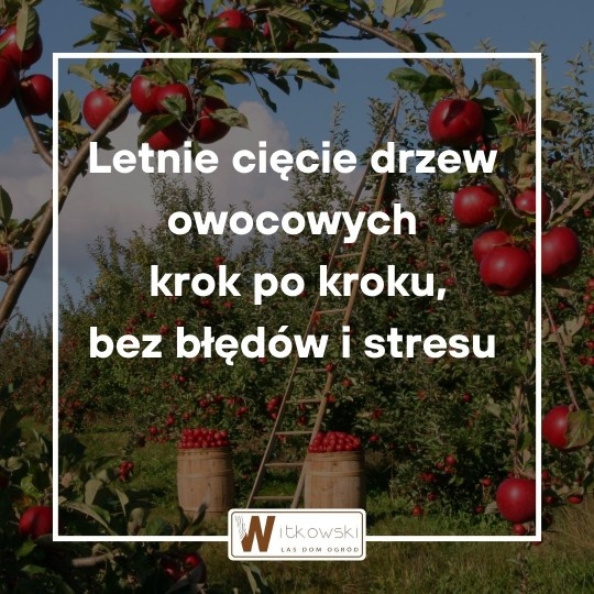 Letnie cięcie drzew owocowych – czy latem można przycinać drzewa owocowe?