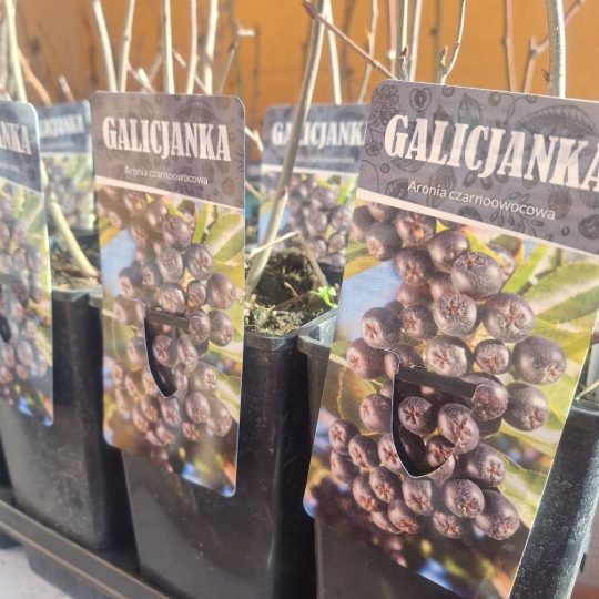 PPHU Witkowski: Rośliny owocowe, aronia czarnoowocowa Galicjanka