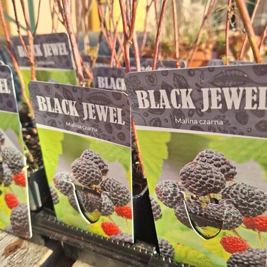 PPHU Witkowski: Rośliny owocowe, malina czarna Black Jewel