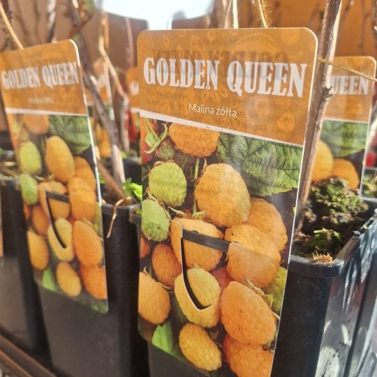 PPHU Witkowski: Rośliny owocowe, malina żółta Golden Queen