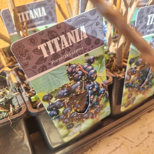 PPHU Witkowski: Rośliny owocowe, porzeczka czarna Titania