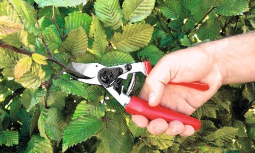PPHU Witkowski, przycinanie żywopłotu, kiedy przycinać żywopłot, narzędzia do cięcia żywopłotu, STIHL do żywopłotu, sekator nożycowy jednoręczny STIHL Felco 12