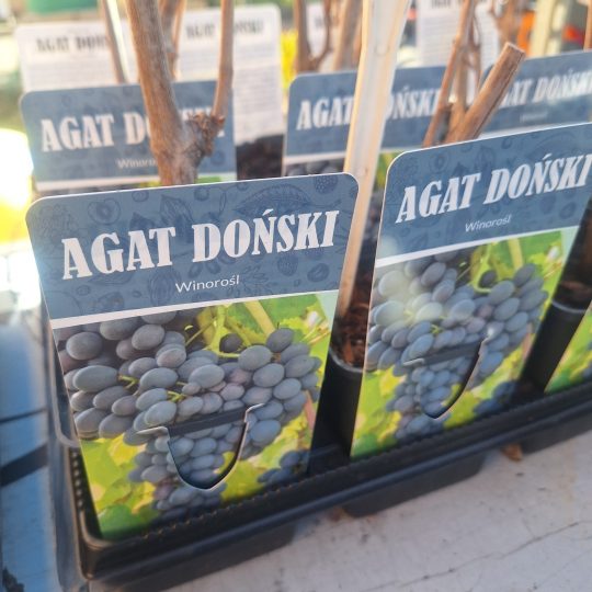 PPHU Witkowski: Rośliny owocowe, winorośl Agat Doński