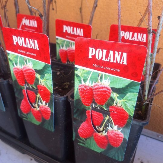 PPHU Witkowski: Rośliny owocowe, malina czerwona Polana